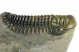 Colorful Crotalocephalina Trilobite With Zlichovaspis #352683-5